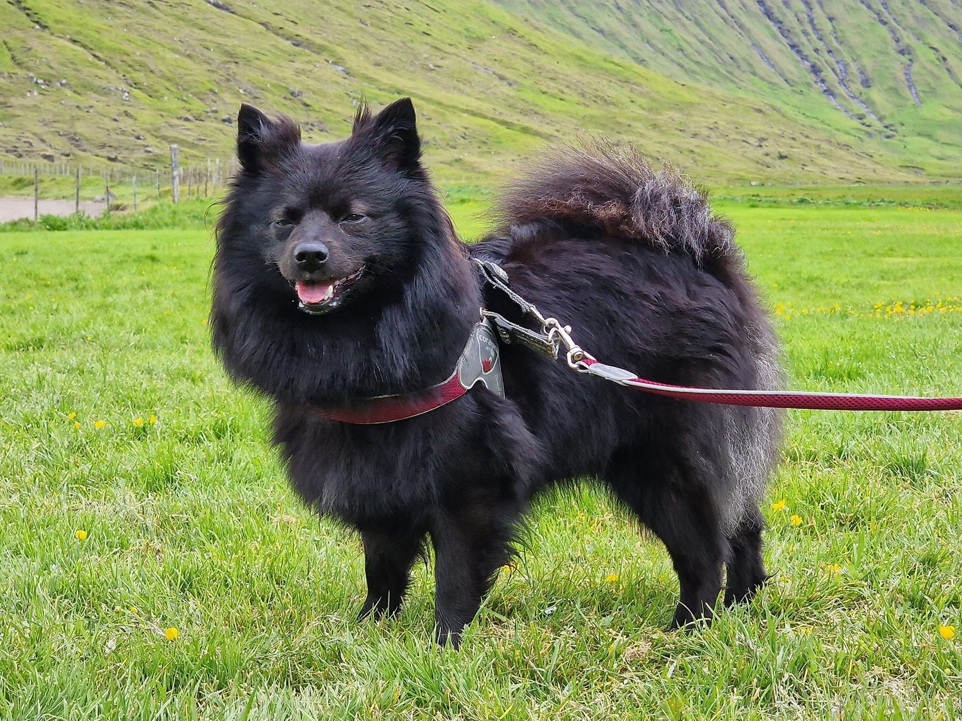 Atferðarvenjing