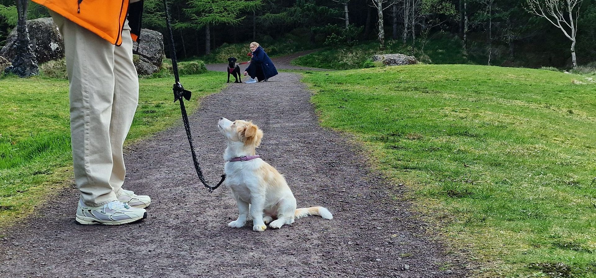 Hvølpavenjing