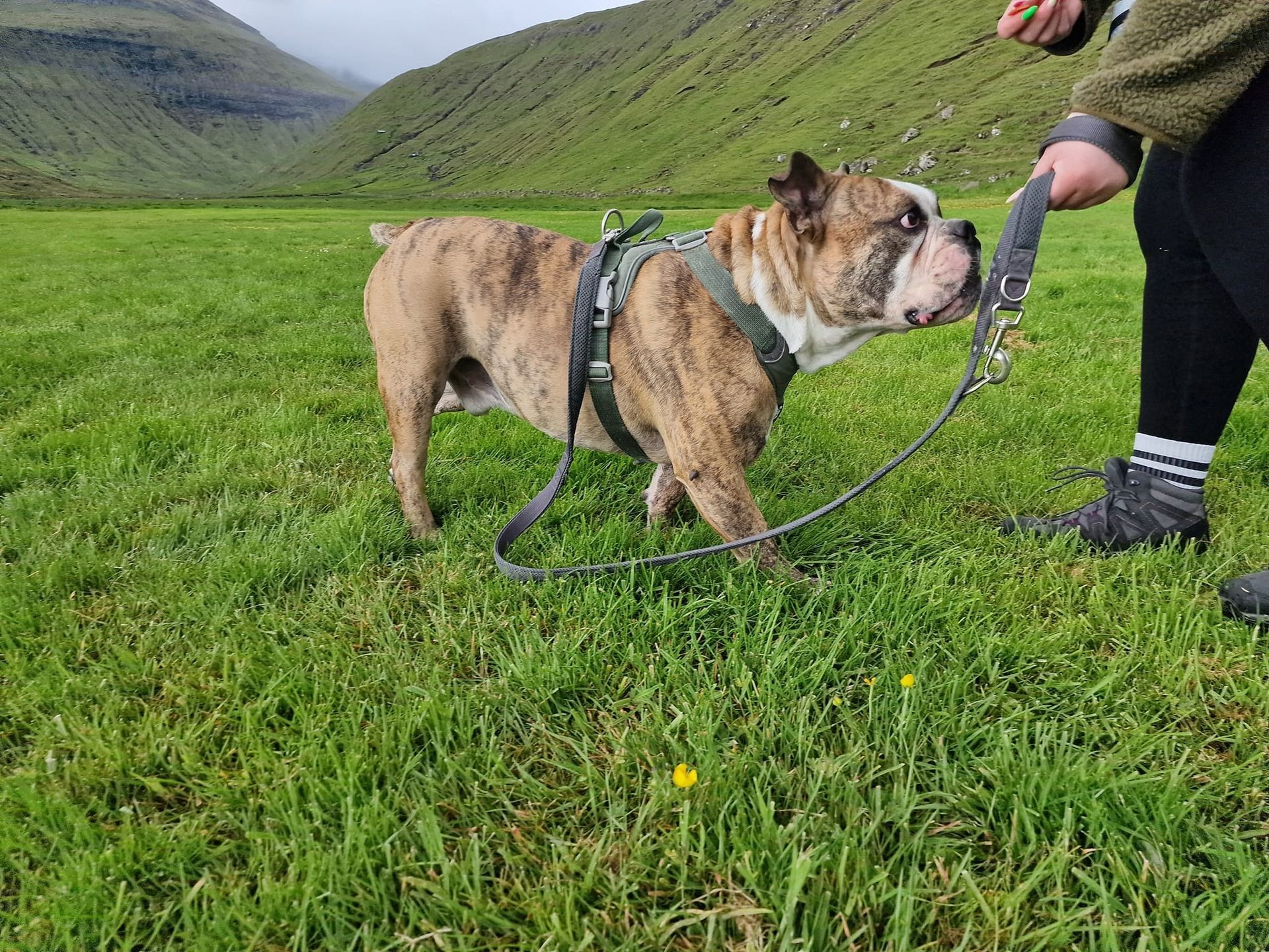 Møttu einum leysum hundi